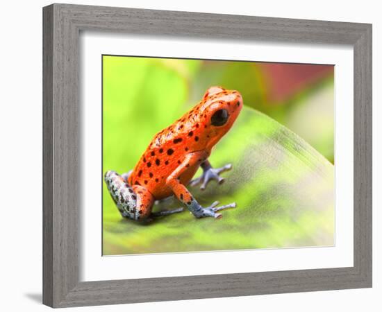 Red Poison Arrow Frog on Leaf. Oophaga Pumilio, an Amphibian of the Tropical Rainforest in Panama.-kikkerdirk-Framed Photographic Print