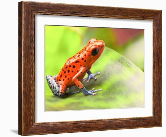 Red Poison Arrow Frog on Leaf. Oophaga Pumilio, an Amphibian of the Tropical Rainforest in Panama.-kikkerdirk-Framed Photographic Print