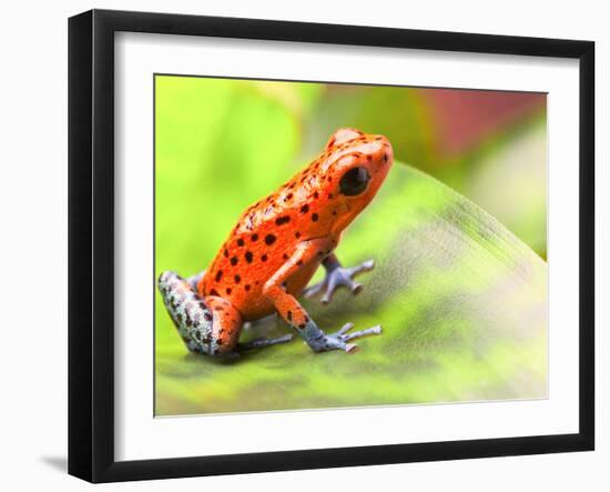 Red Poison Arrow Frog on Leaf. Oophaga Pumilio, an Amphibian of the Tropical Rainforest in Panama.-kikkerdirk-Framed Photographic Print