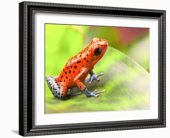 Red Poison Arrow Frog on Leaf. Oophaga Pumilio, an Amphibian of the Tropical Rainforest in Panama.-kikkerdirk-Framed Photographic Print