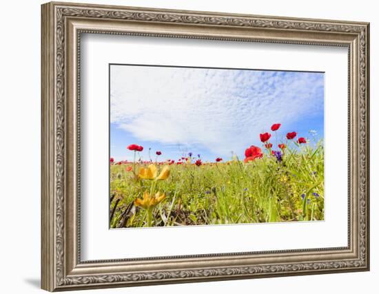 Red poppies and colorful flowers during the spring bloom in green meadows, Alentejo, Portugal, Euro-Roberto Moiola-Framed Photographic Print