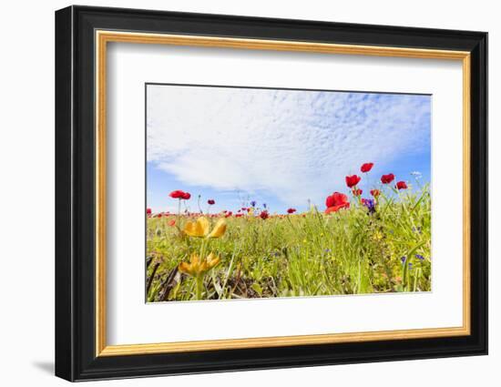 Red poppies and colorful flowers during the spring bloom in green meadows, Alentejo, Portugal, Euro-Roberto Moiola-Framed Photographic Print