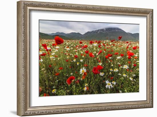 Red poppies and daisies in bloom, Castelluccio di Norcia, Province of Perugia, Umbria, Italy-Roberto Moiola-Framed Photographic Print