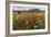 Red poppies and daisies in bloom, Castelluccio di Norcia, Province of Perugia, Umbria, Italy-Roberto Moiola-Framed Photographic Print