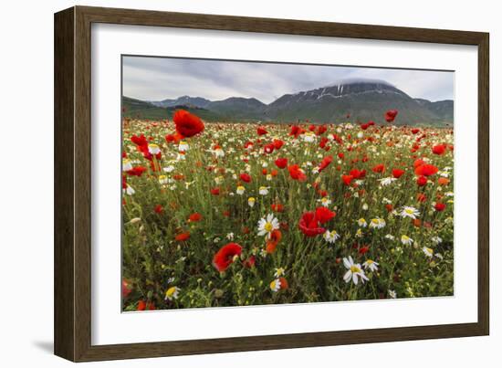 Red poppies and daisies in bloom, Castelluccio di Norcia, Province of Perugia, Umbria, Italy-Roberto Moiola-Framed Photographic Print