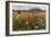 Red poppies and daisies in bloom, Castelluccio di Norcia, Province of Perugia, Umbria, Italy-Roberto Moiola-Framed Photographic Print