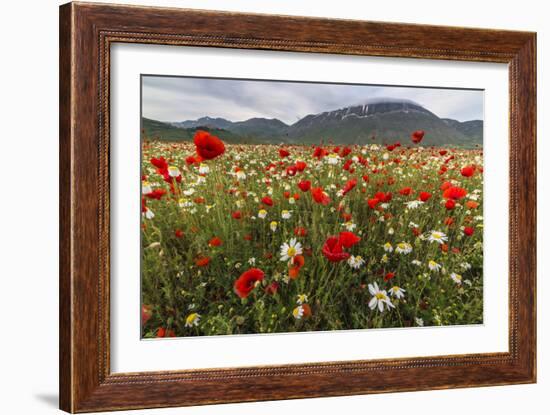 Red poppies and daisies in bloom, Castelluccio di Norcia, Province of Perugia, Umbria, Italy-Roberto Moiola-Framed Photographic Print