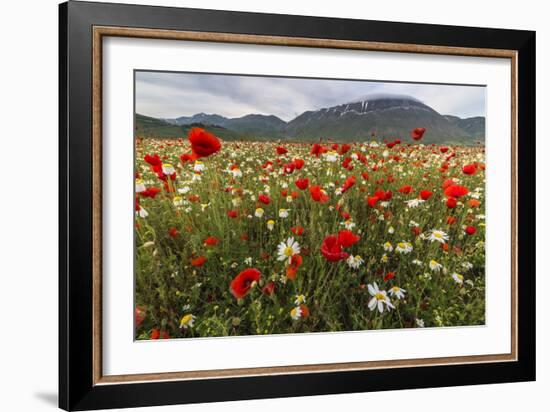 Red poppies and daisies in bloom, Castelluccio di Norcia, Province of Perugia, Umbria, Italy-Roberto Moiola-Framed Photographic Print