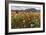 Red poppies and daisies in bloom, Castelluccio di Norcia, Province of Perugia, Umbria, Italy-Roberto Moiola-Framed Photographic Print