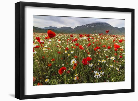 Red poppies and daisies in bloom, Castelluccio di Norcia, Province of Perugia, Umbria, Italy-Roberto Moiola-Framed Photographic Print