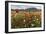 Red poppies and daisies in bloom, Castelluccio di Norcia, Province of Perugia, Umbria, Italy-Roberto Moiola-Framed Photographic Print