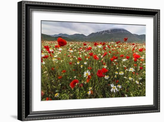 Red poppies and daisies in bloom, Castelluccio di Norcia, Province of Perugia, Umbria, Italy-Roberto Moiola-Framed Photographic Print