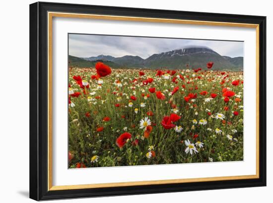 Red poppies and daisies in bloom, Castelluccio di Norcia, Province of Perugia, Umbria, Italy-Roberto Moiola-Framed Photographic Print