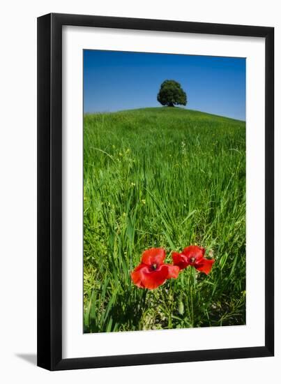 Red Poppies and Oak-Michael Blanchette-Framed Photographic Print