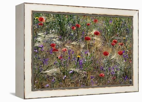 Red Poppies and Wildflowers-Paul Souders-Framed Premier Image Canvas