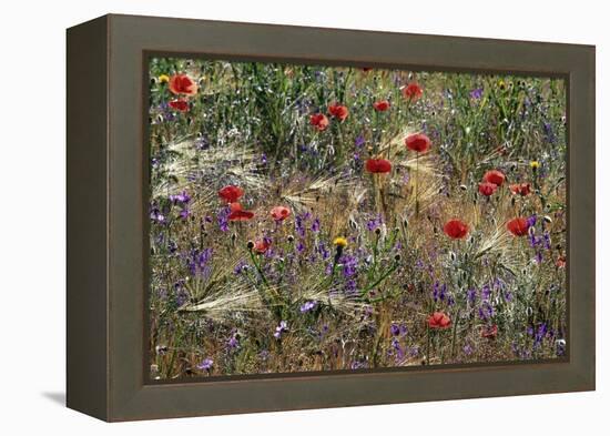 Red Poppies and Wildflowers-Paul Souders-Framed Premier Image Canvas