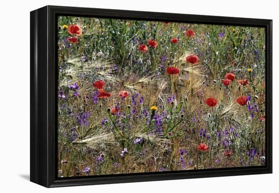 Red Poppies and Wildflowers-Paul Souders-Framed Premier Image Canvas