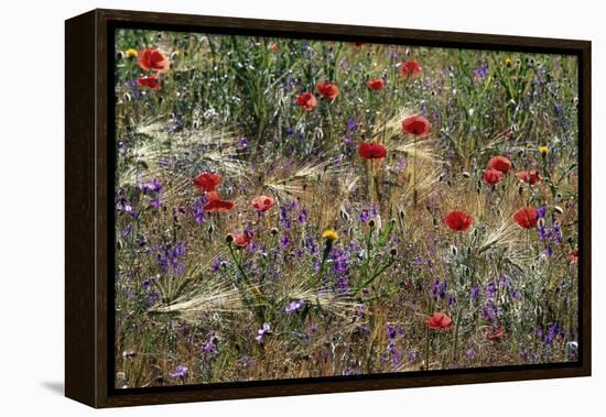 Red Poppies and Wildflowers-Paul Souders-Framed Premier Image Canvas