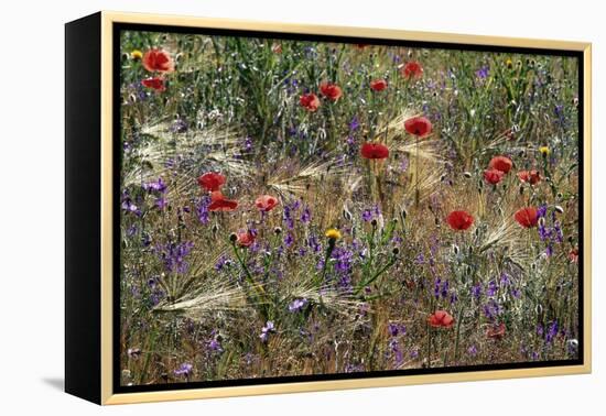 Red Poppies and Wildflowers-Paul Souders-Framed Premier Image Canvas