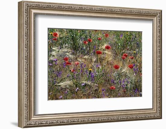 Red Poppies and Wildflowers-Paul Souders-Framed Photographic Print