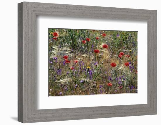 Red Poppies and Wildflowers-Paul Souders-Framed Photographic Print