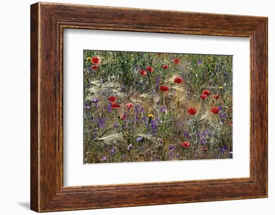 Red Poppies and Wildflowers-Paul Souders-Framed Photographic Print