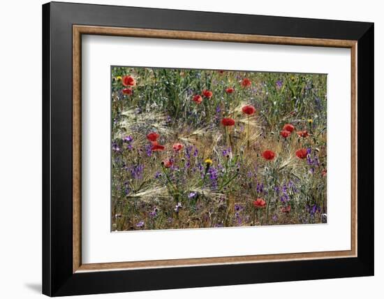 Red Poppies and Wildflowers-Paul Souders-Framed Photographic Print