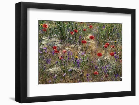Red Poppies and Wildflowers-Paul Souders-Framed Photographic Print