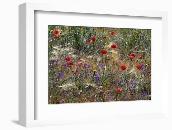 Red Poppies and Wildflowers-Paul Souders-Framed Photographic Print