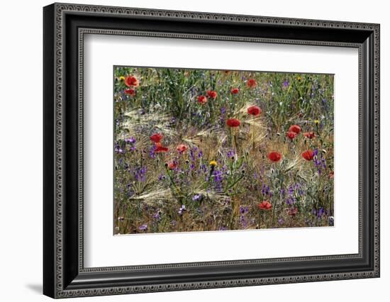 Red Poppies and Wildflowers-Paul Souders-Framed Photographic Print