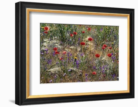 Red Poppies and Wildflowers-Paul Souders-Framed Photographic Print