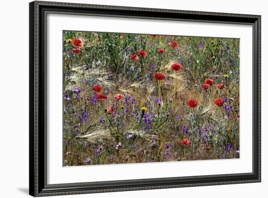 Red Poppies and Wildflowers-Paul Souders-Framed Photographic Print