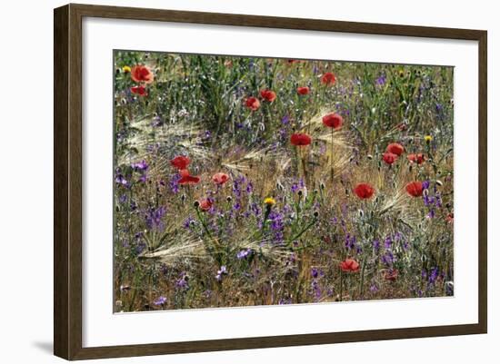 Red Poppies and Wildflowers-Paul Souders-Framed Photographic Print