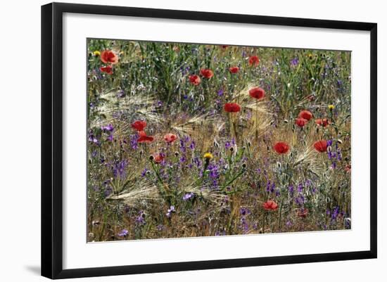 Red Poppies and Wildflowers-Paul Souders-Framed Photographic Print