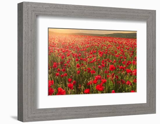 Red poppies, backlit field at sunrise, beautiful wild flowers, Peak District National Park, Baslow-Eleanor Scriven-Framed Photographic Print