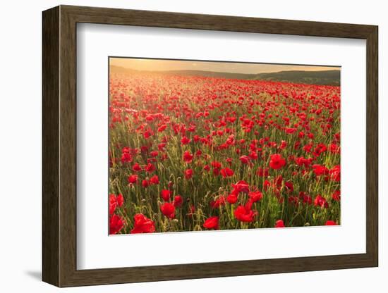 Red poppies, backlit field at sunrise, beautiful wild flowers, Peak District National Park, Baslow-Eleanor Scriven-Framed Photographic Print