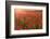 Red poppies, backlit field at sunrise, beautiful wild flowers, Peak District National Park, Baslow-Eleanor Scriven-Framed Photographic Print