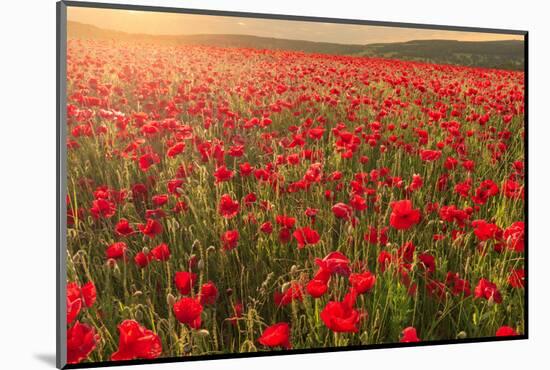 Red poppies, backlit field at sunrise, beautiful wild flowers, Peak District National Park, Baslow-Eleanor Scriven-Mounted Photographic Print