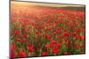 Red poppies, backlit field at sunrise, beautiful wild flowers, Peak District National Park, Baslow-Eleanor Scriven-Mounted Photographic Print