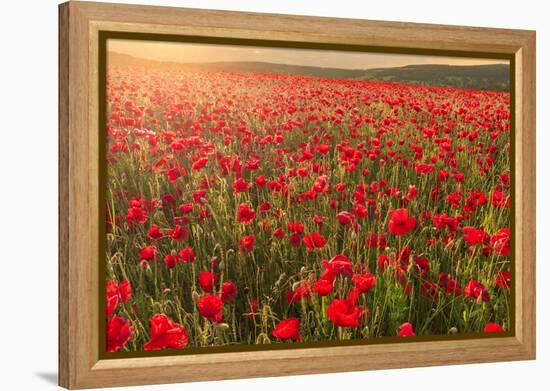 Red poppies, backlit field at sunrise, beautiful wild flowers, Peak District National Park, Baslow-Eleanor Scriven-Framed Premier Image Canvas