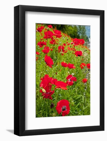 Red Poppies Flowers in Field Snoqualmie, Washington State Papaver Rhoeas Common Poppy Flower-William Perry-Framed Photographic Print