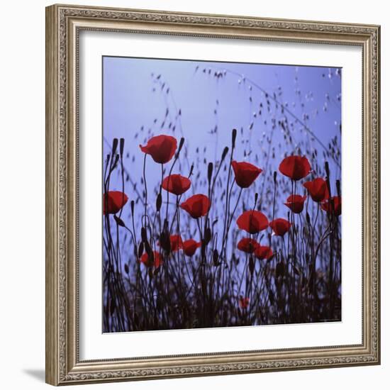 Red Poppies Growing in a Grassy Field-Paul Schutzer-Framed Photographic Print