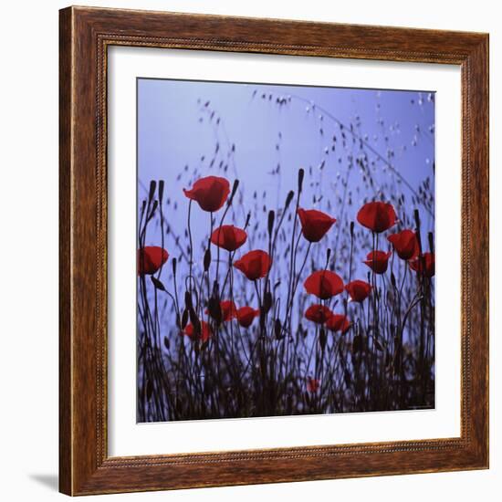 Red Poppies Growing in a Grassy Field-Paul Schutzer-Framed Photographic Print