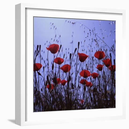 Red Poppies Growing in a Grassy Field-Paul Schutzer-Framed Photographic Print