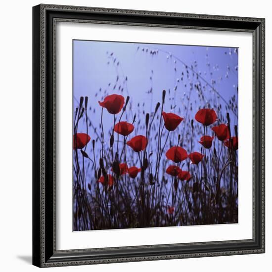 Red Poppies Growing in a Grassy Field-Paul Schutzer-Framed Photographic Print