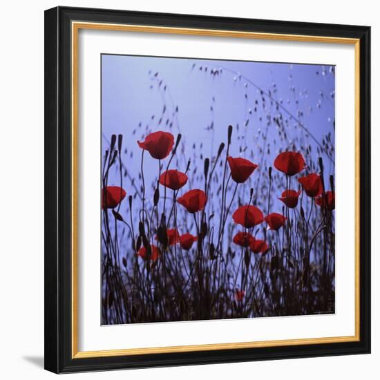 Red Poppies Growing in a Grassy Field-Paul Schutzer-Framed Photographic Print