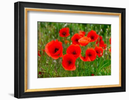 Red Poppies in French Landscape-Ivonnewierink-Framed Photographic Print