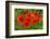 Red Poppies in French Landscape-Ivonnewierink-Framed Photographic Print