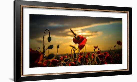 Red Poppies in Yellow Rape Seed Field-Justus Greyling-Framed Photographic Print