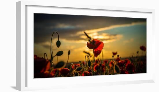 Red Poppies in Yellow Rape Seed Field-Justus Greyling-Framed Photographic Print